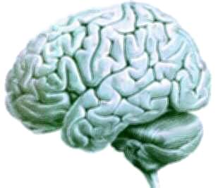 El cultivo del tricerebral